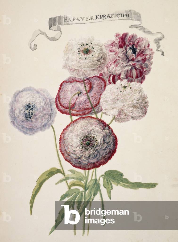 Papaver rhoee
