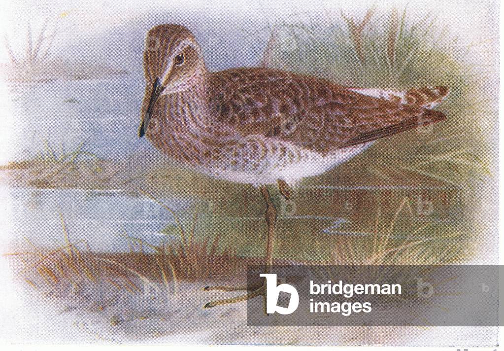 Bild von Druck "Wood Sandpiper" von Archibald Thorburn