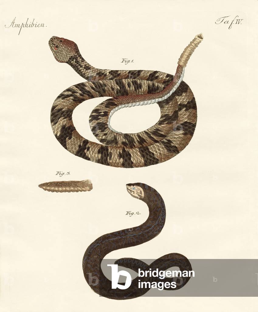 Immagine di Incisione "serpente e serpente a sonagli" 1801 di German School
