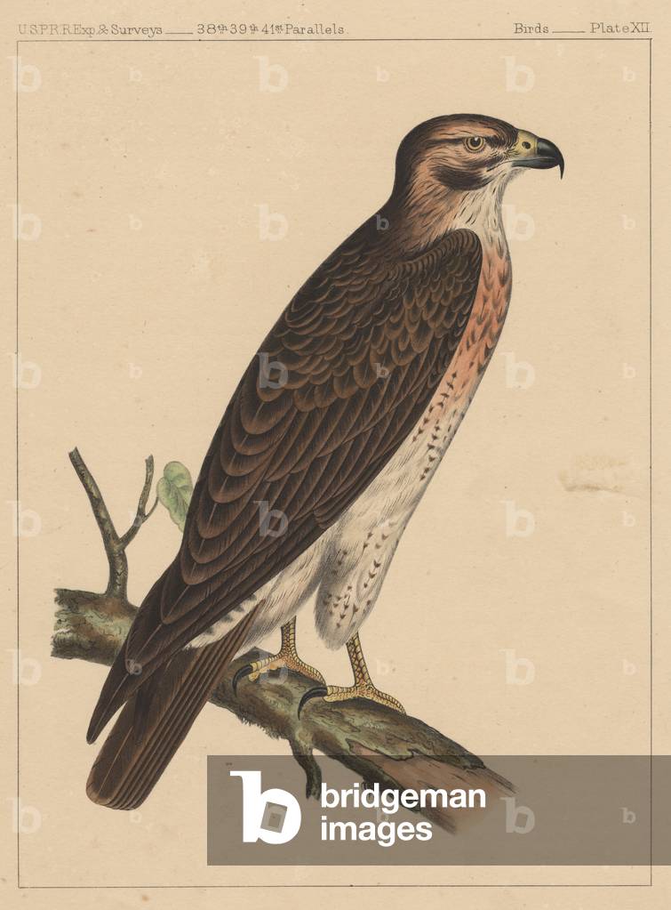 "Vögel" 1855 von American School, b/w