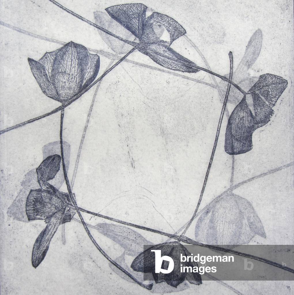 Clematis Montana, 2014 (acquaforte)