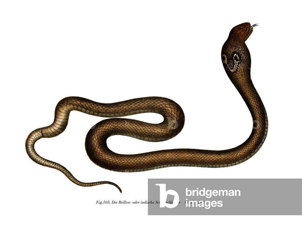 Indian Cobra (color lito)