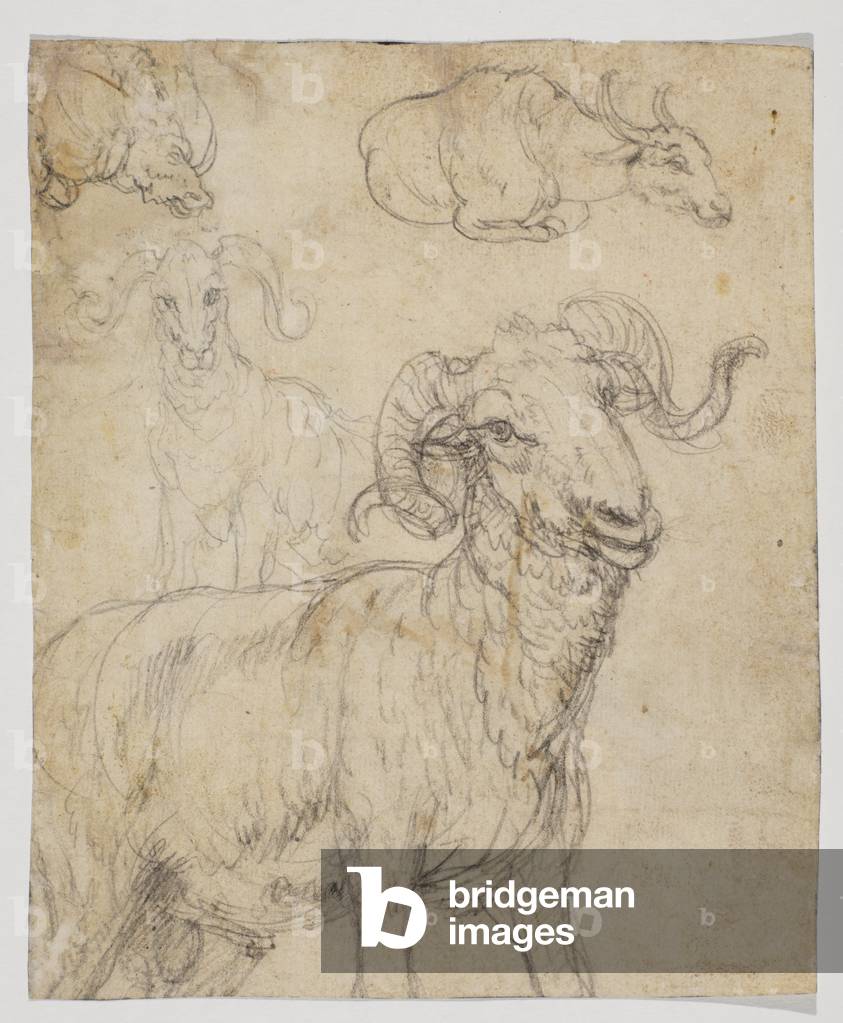 Bélier et buffle par Giovanni da Udine