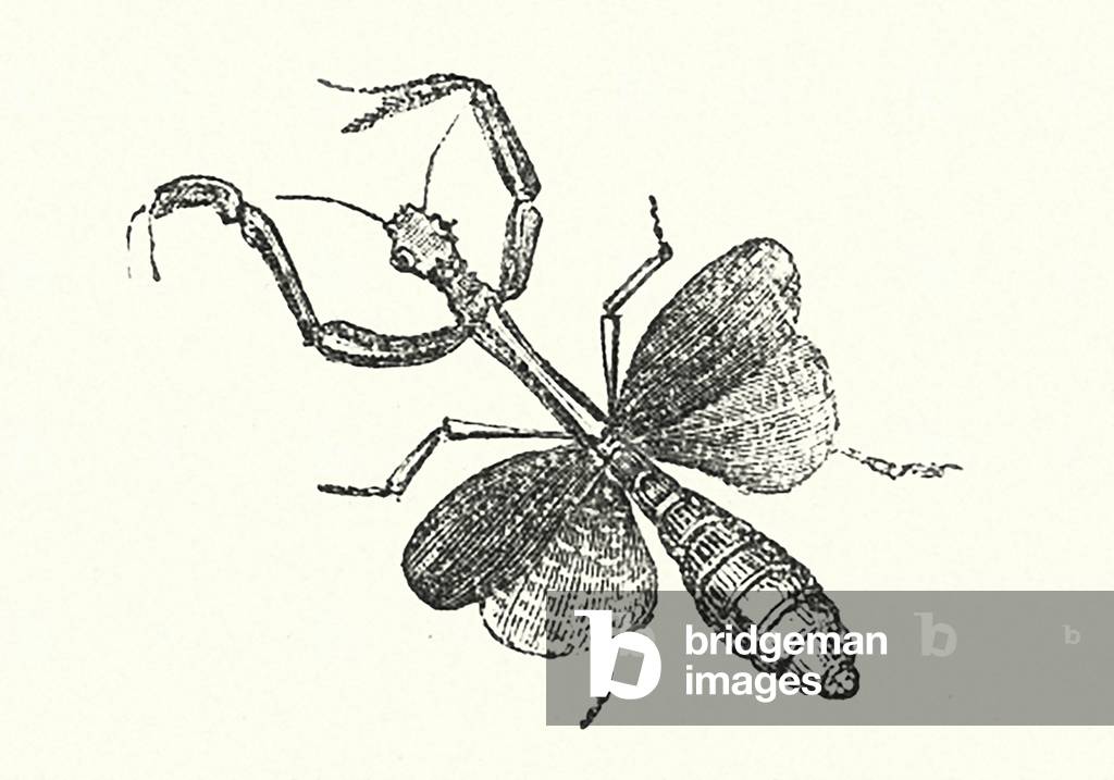 Bild von Gravur "Wörterbuch: Mantis (Gravur)" 1801 von English School
