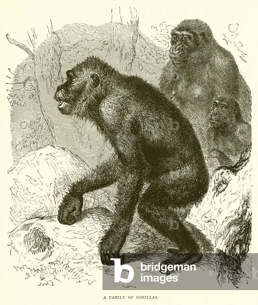 Una famiglia di gorilla (incisione)