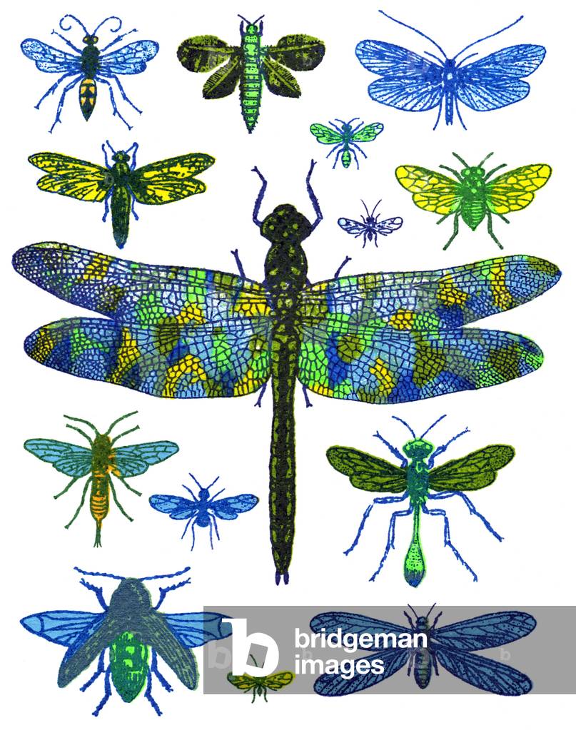 Libelle, 2016 (Siebdruck)