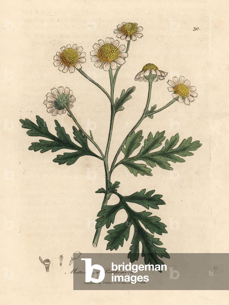 Bianca e giallo feverfew fiorito, Matricaria parthenium, da un'illustrazione botanica di James Sowerby da Will