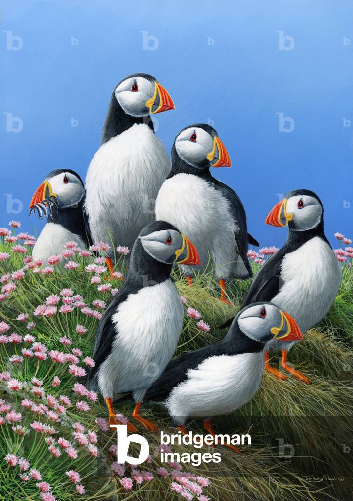 Immagine di Dipinto "Puffins", 2013 di Jeremy Paul