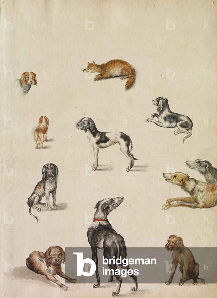 Immagine di Disegno "Dieci cani con una volpe", c.1680 di Alexander Marshal, b/w