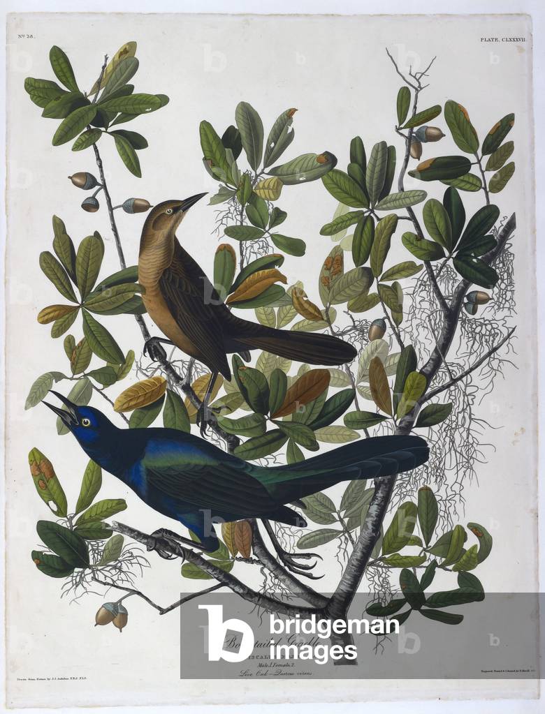 Two birds. Colour Illustration by Audubon; Boat-tailed Grackle.