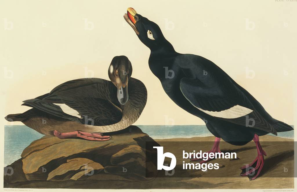 Melanitta fusca 1827 par John James Audubon