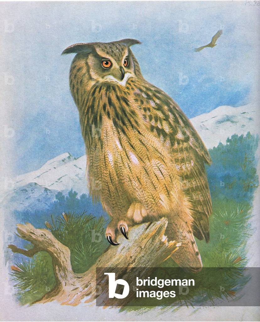 Eagle Owl, pub. von Book Club Associates, 1972 (color litho)