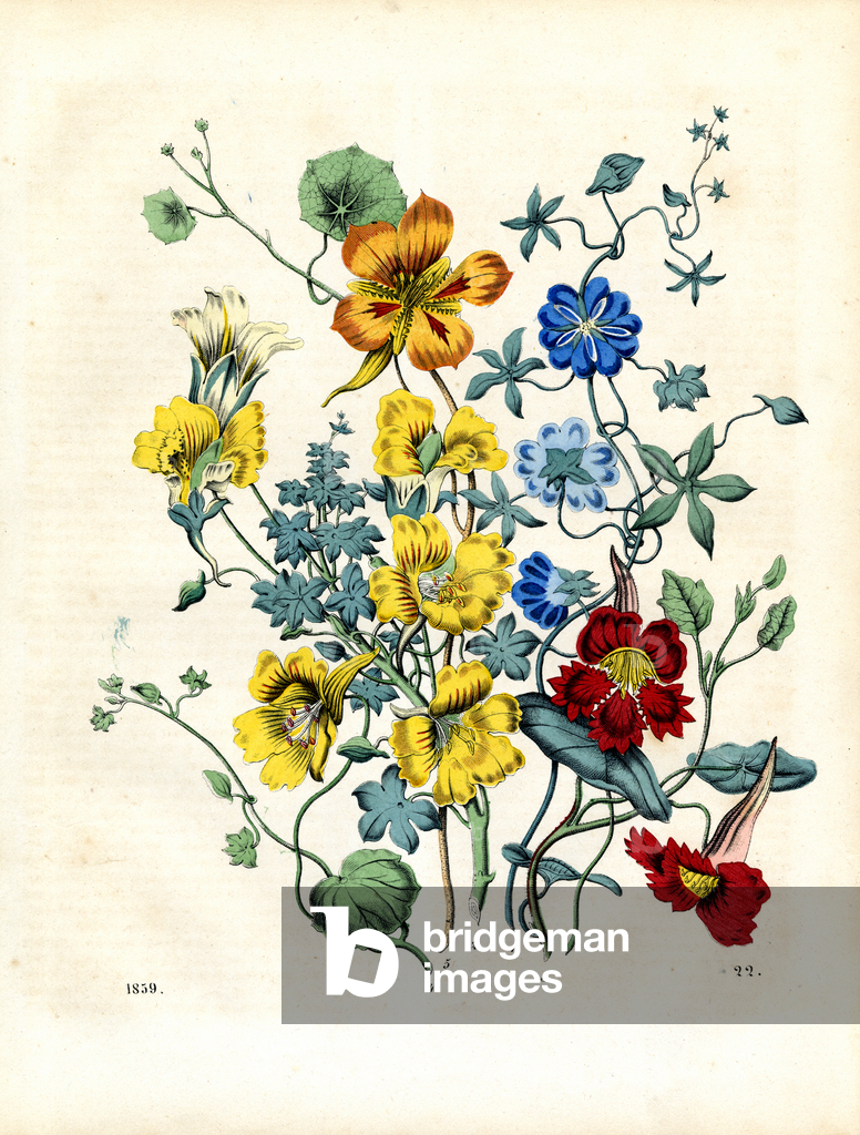 Image of Print depicting Various species of nasturtium and pansies (hand-coloured litho) 1842