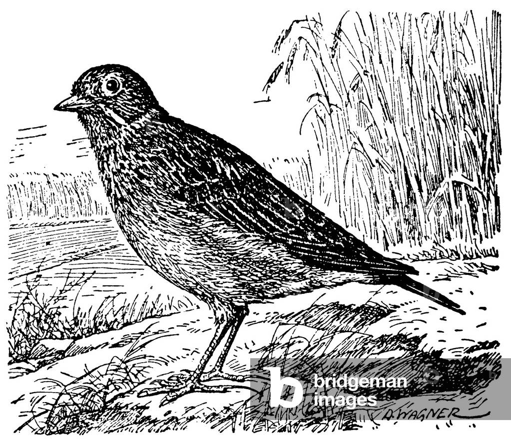 Skylark