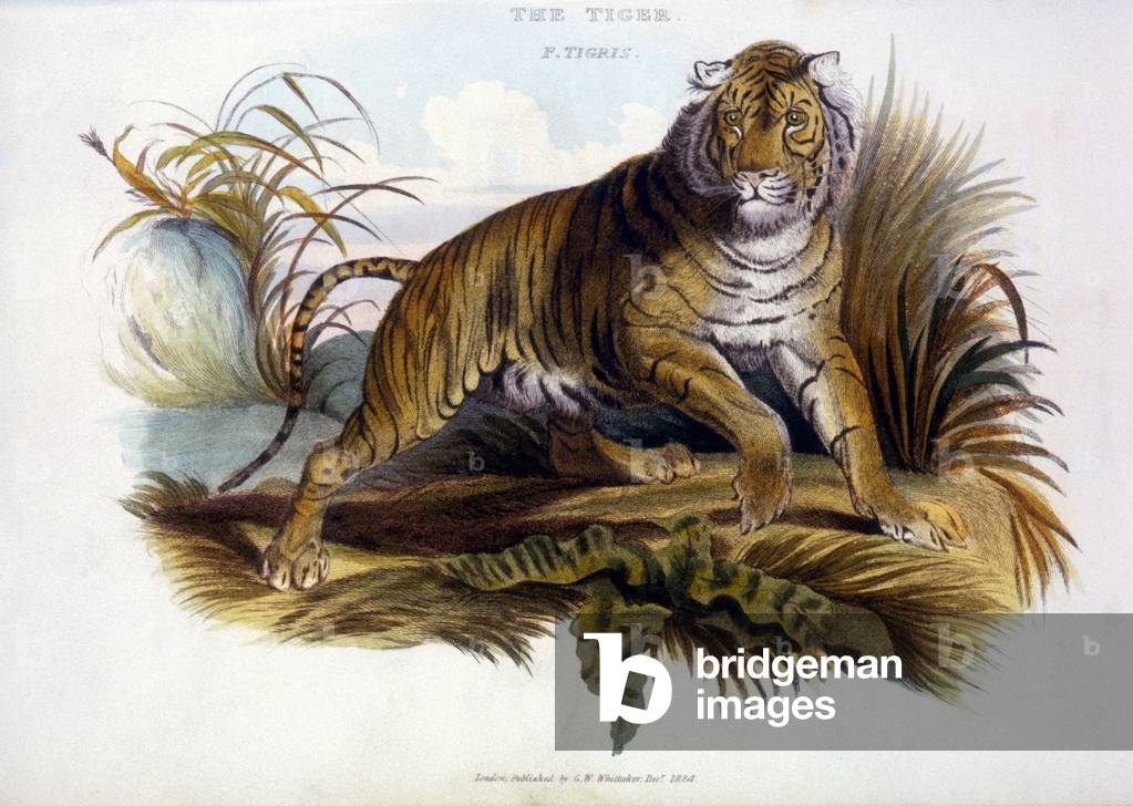 "Tiger"