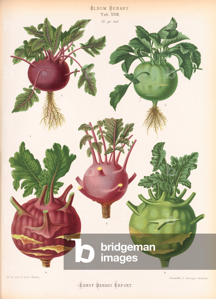 Image of Print depicting Kohlrabi (Brassica oleracea) 1876 by Ernst Benary