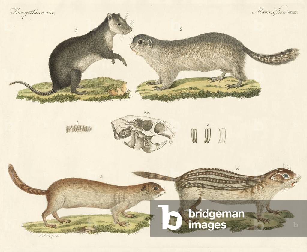 Bild von Gravur "Seltsame Nagetiere (farbige Gravur)" von German School, b/w