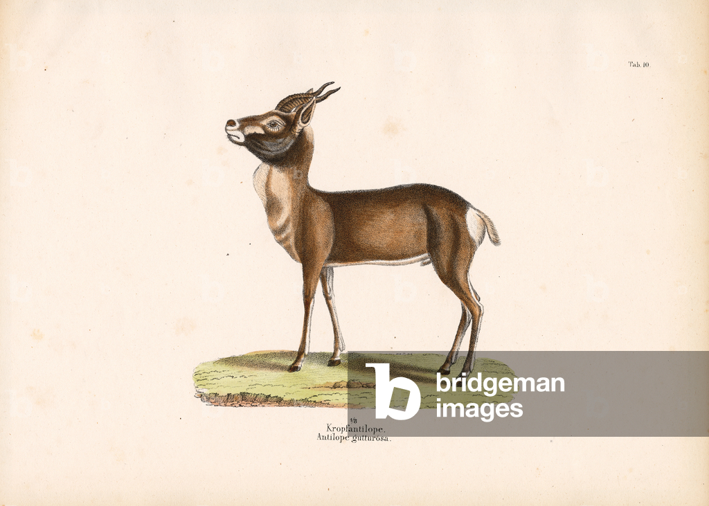 Immagine di Incisione "Springbok" 1848 di Conrad Kull