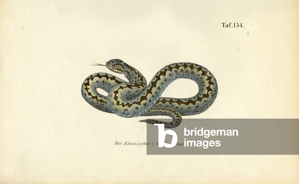 Immagine di Incisione "Vipera comune europea" 1850 di J. W. Tenhaeff