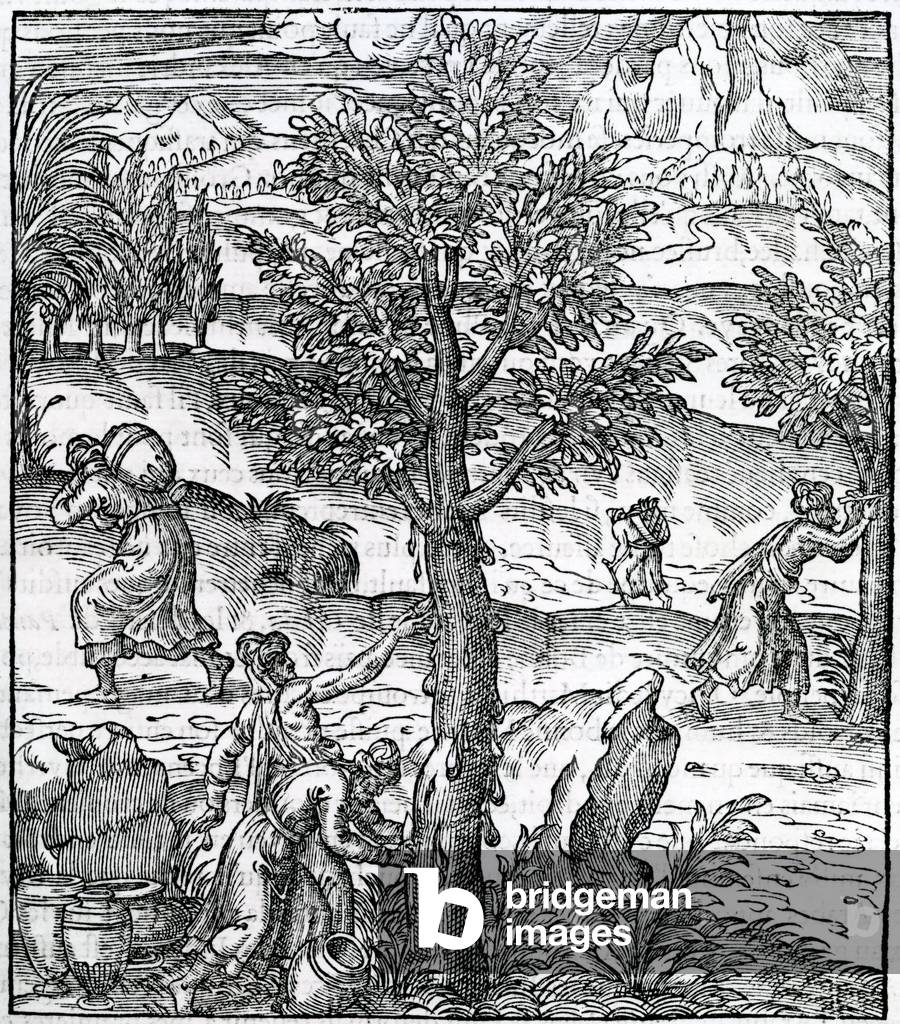 "Räucherwerk aus Kiefern", 1575 von French School, b/w
