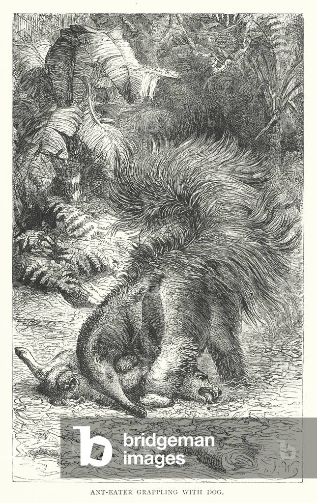 "Ant-eater alle prese con cane (incisione)" 1900 di English School