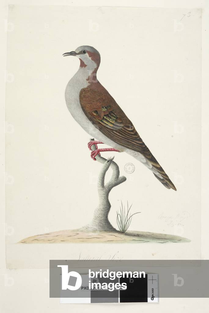 Bild von Zeichnung "Seite 83. Bronze Winged Pigeon. in der unteren Mitte in verschiedenen Hand Natürliche Größ