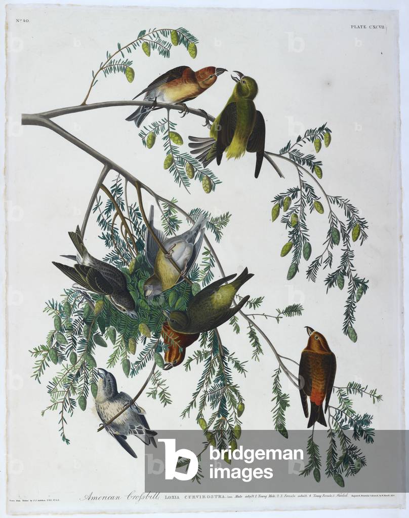"Sei piccioni. Illustrazione a colori di Audubon; American Crofsbill."