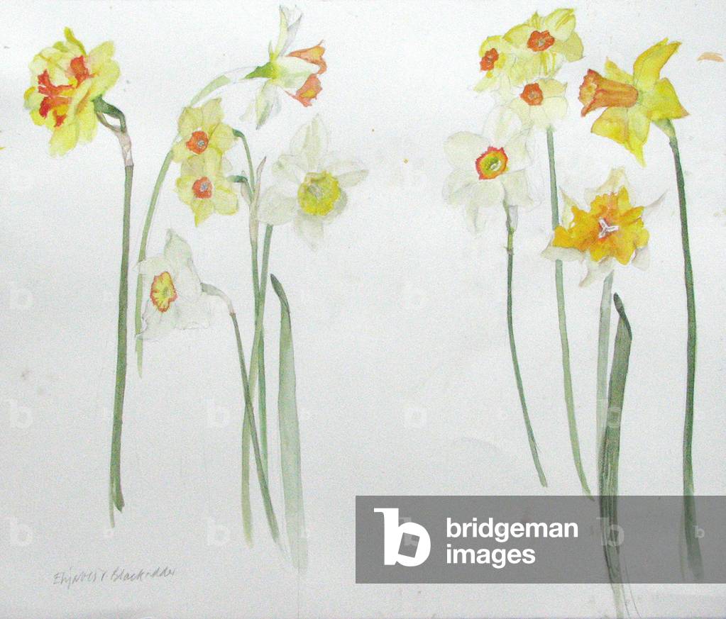 Image of Drawing depicting Daffodils (w/c on paper) by Dame Elizabeth Blackadder