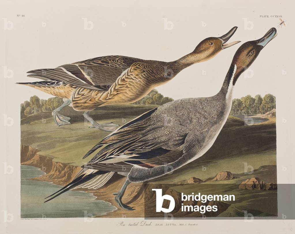 Bild von Gravur "Illustration von 'Birds of America'", 1827-38 von John James Audubon