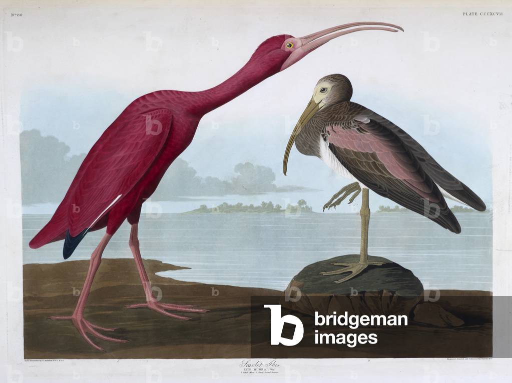 Zwei Vögel. Colour Illustration von Audubon; Scarlet Ibis
