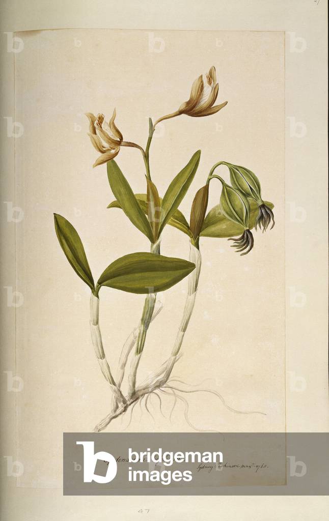 Cattleya forbesii