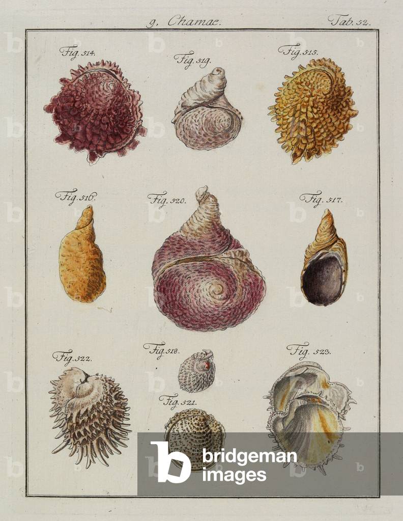 Immagine di Incisione "Conchiglie marine: Chamae", 1784 di Friedrich Heinrich Wilhelm Martini