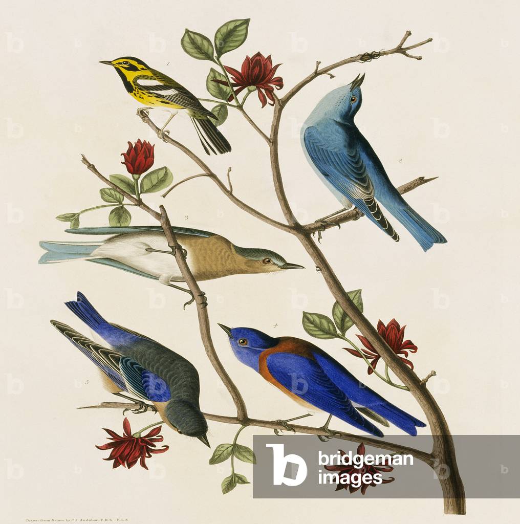Scialia currucoides 1827 par John James Audubon