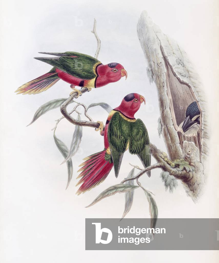 Bild von Druck "Sittich der Herzogin von Connaught (Lithographie)" von John Gould