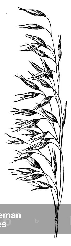 Bild von Gravur "Hafer", b/w