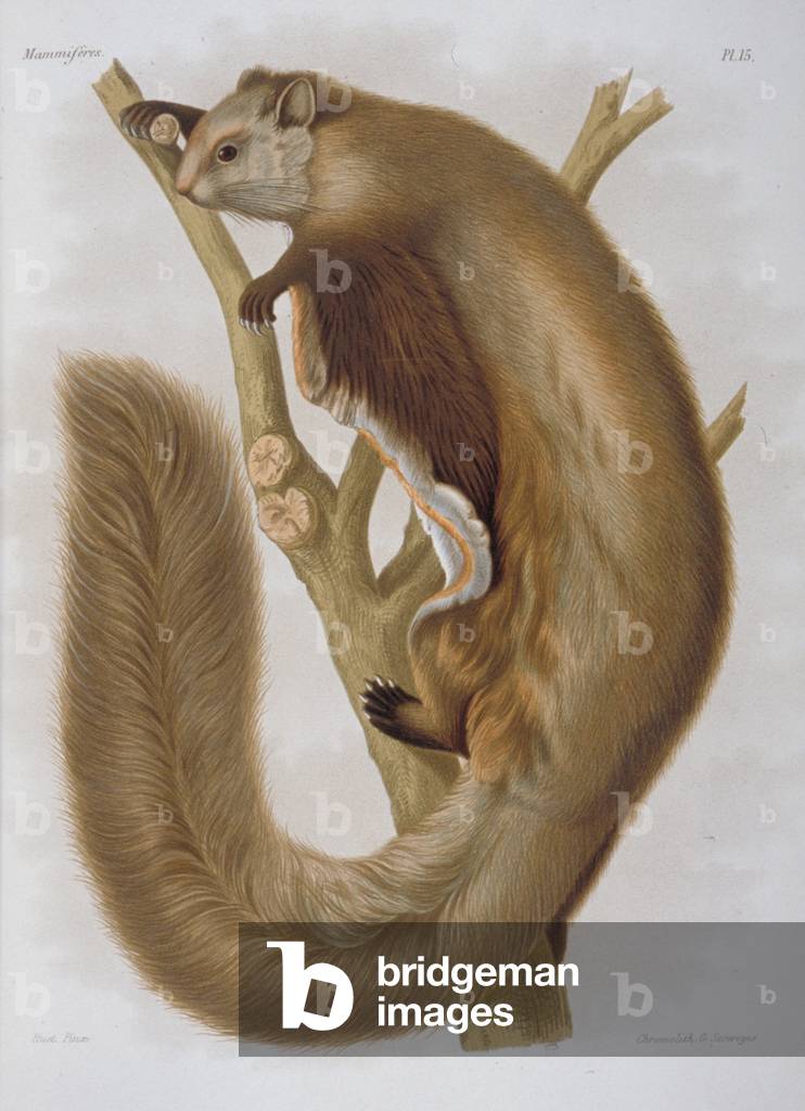 Pteromys melanopterus, Chinese flying squirrel, Plate 15 from Recherches pour servir a L'histoire Naturelle de