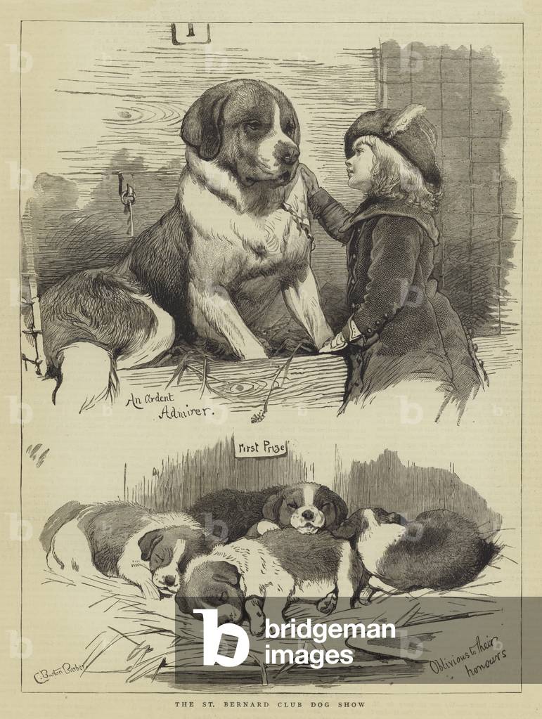 The St Bernard Club Dog Show (gravure) par Charles Burton Barber, b/w