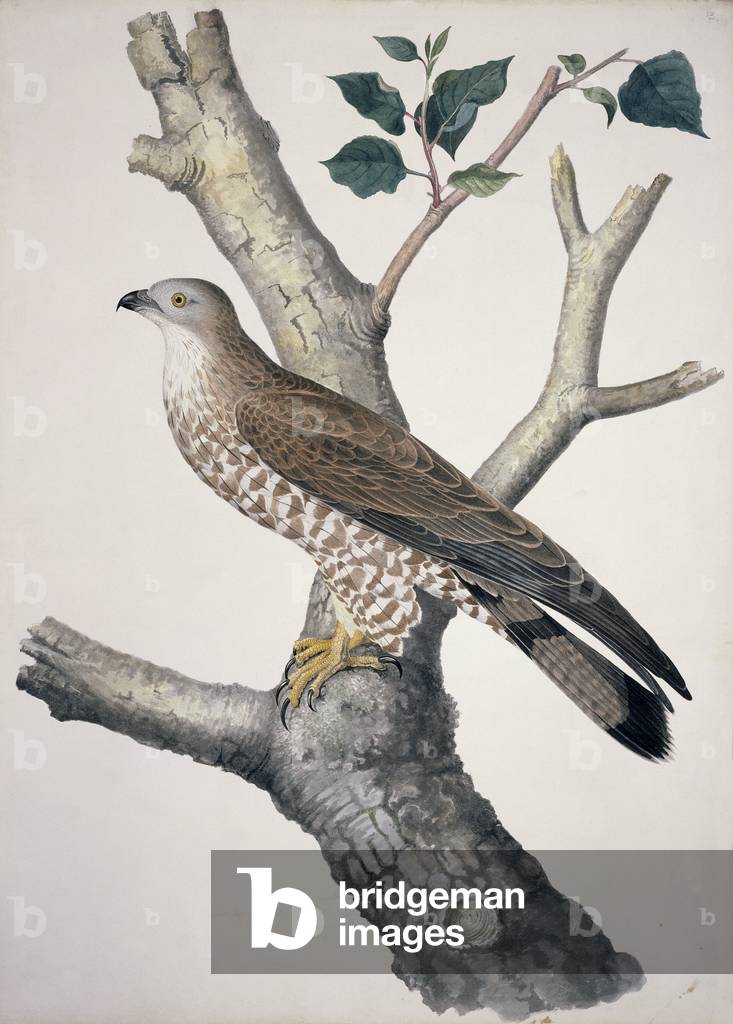 Image of Print depicting Pernis apivorus by William MacGillivray
