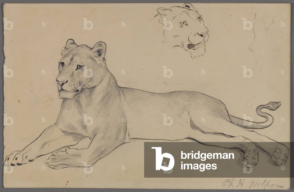 Seated lioness (graphite & ink on paper)
 by Philip H. Wolfrom, b/w
