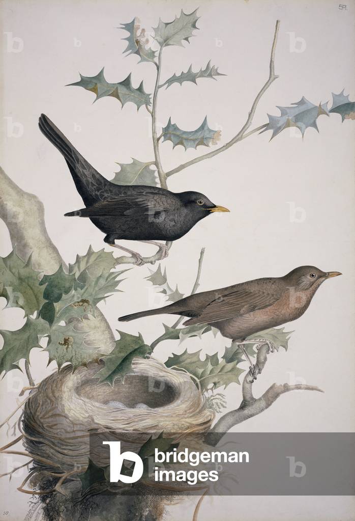 Bild von Druck "Turdus merula" von William MacGillivray