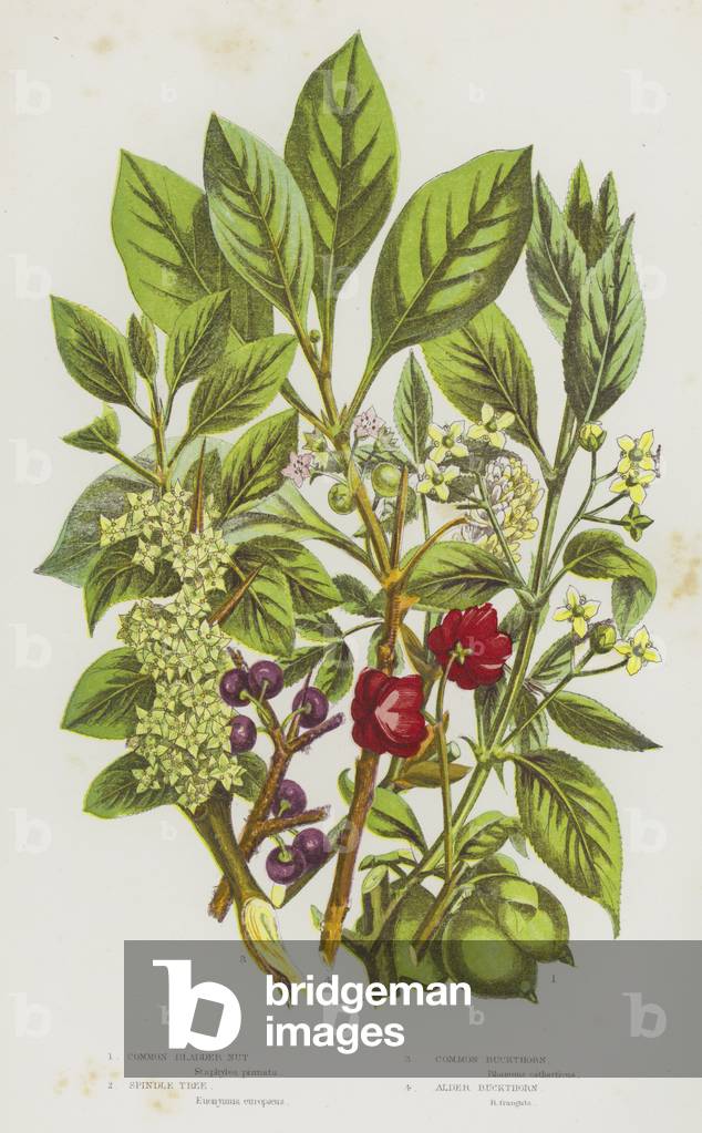 Flowering Plants of Great Britain: Common Bladder Nut by English Artist