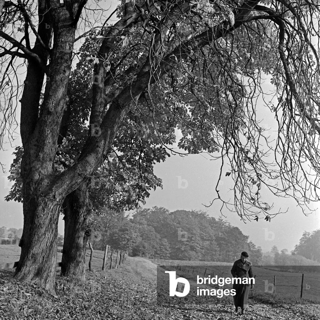 Immagine di Fotografia "Una donna che passa grandi alberi vecchi ad una passeggiata autunnale", b/w