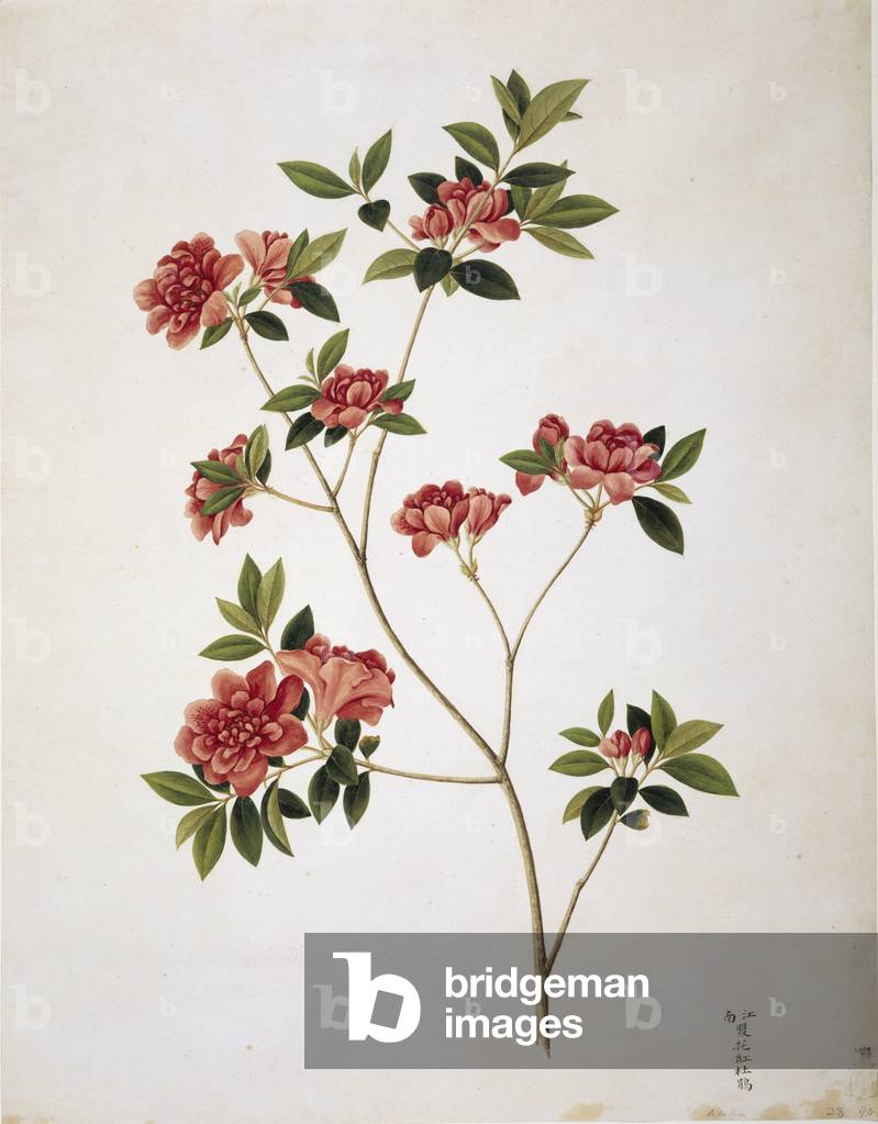 "Fiore illustrazione dalla collezione Reeves" 1801