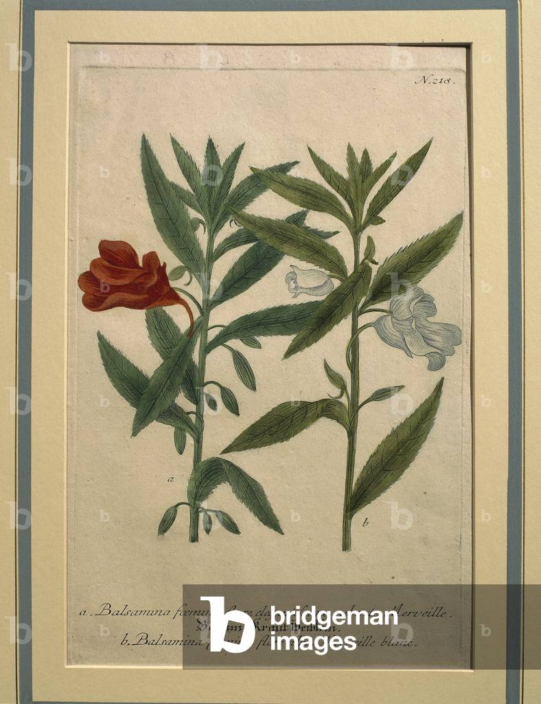 Impatiens, farbige Gravur
