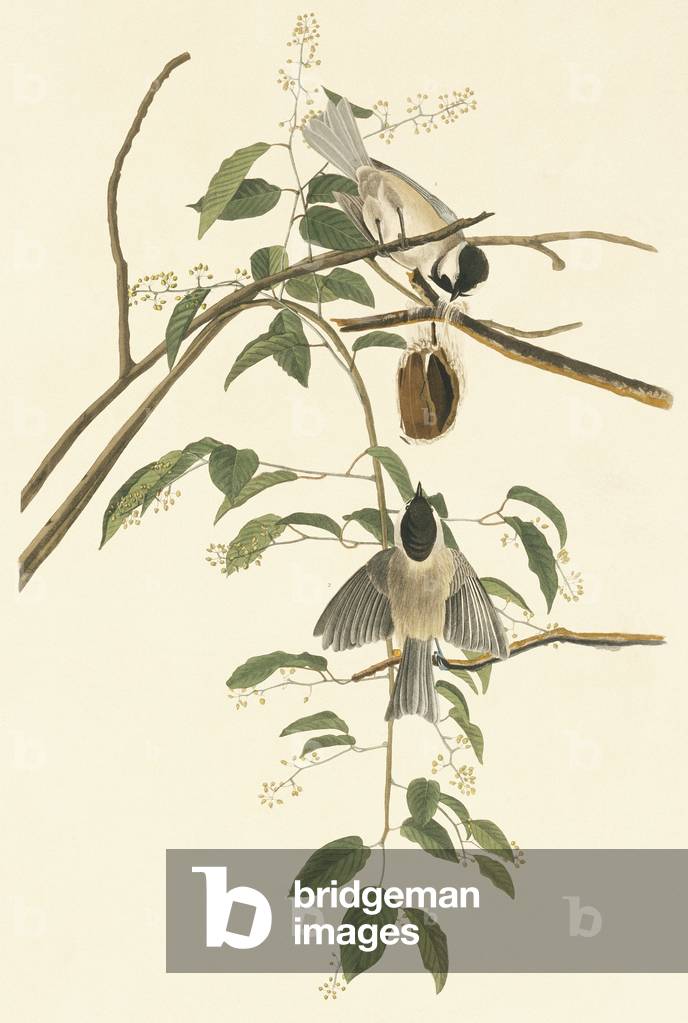 Parus carolinensis by John James Audubon, b/w