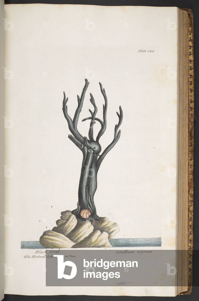 Bild von Gravur "Teller 344" 1737 von Elizabeth Blackwell, b/w