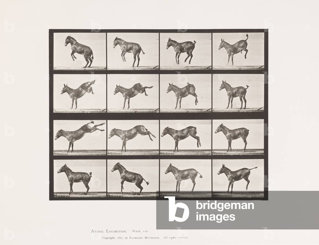 Targa 659. Mule; A, B, Buckking e Calci; Ruth, 1885 (collotipo su carta)