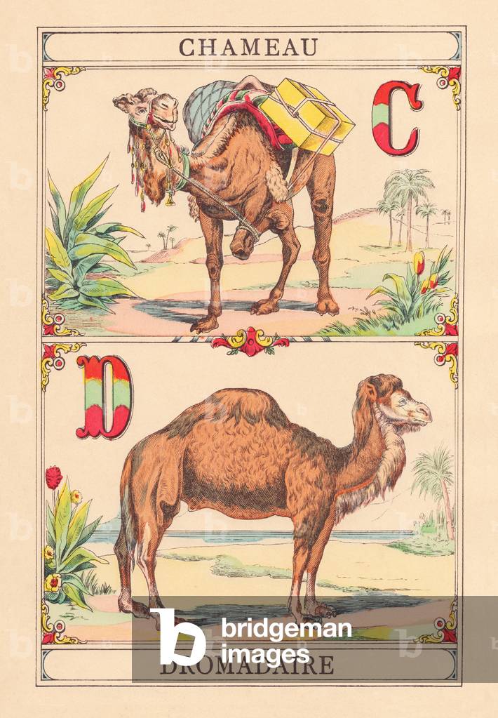 C D: Camel - Camel