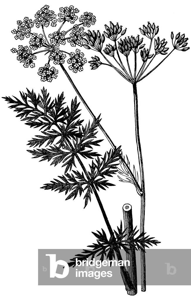 Image de Gravure représentant Caraway, b/w