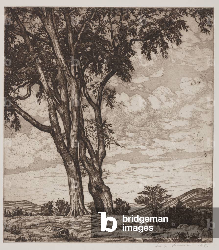 Hilltop Elms, 1955 (gravure)